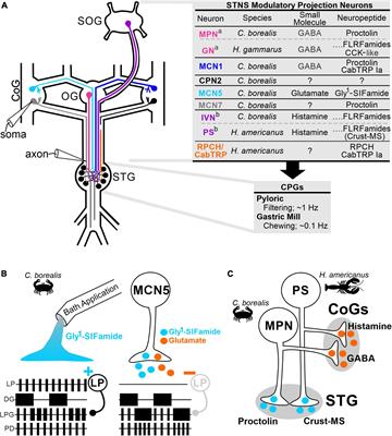 Neural circuit regulation by identified modulatory projection neurons